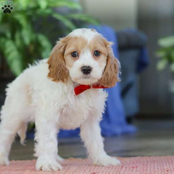 Mason, Cockapoo Puppy